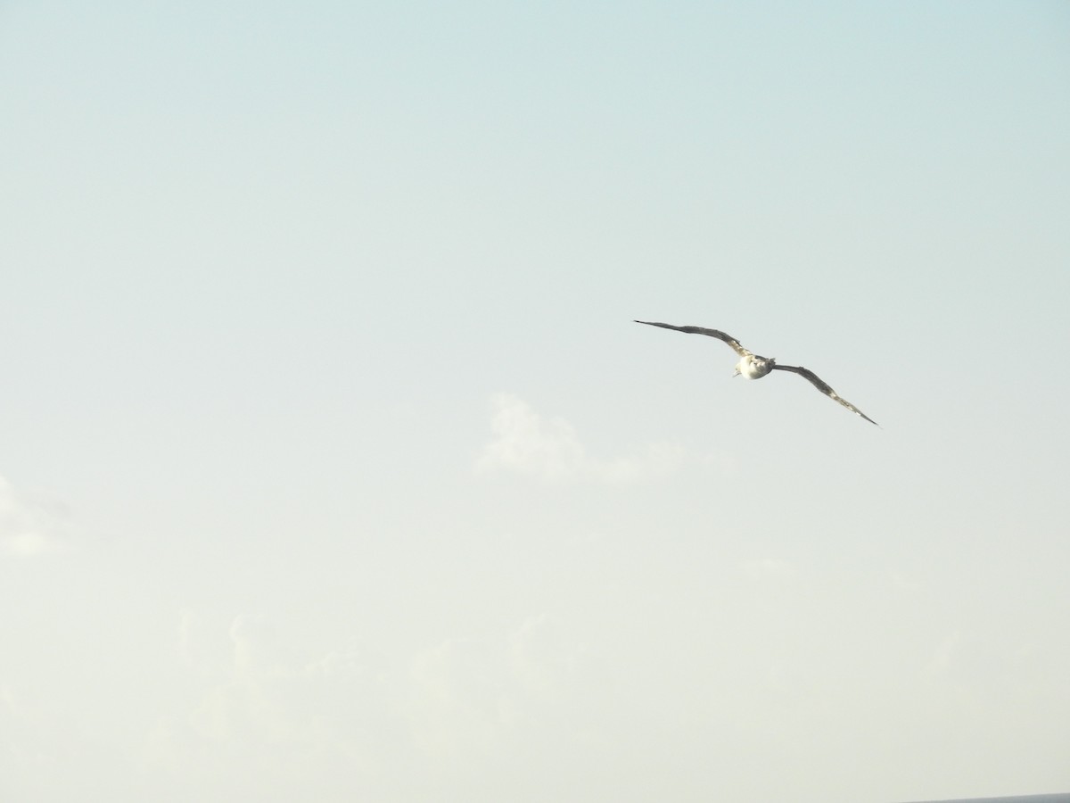 Red-footed Booby (Indopacific) - ML641171524