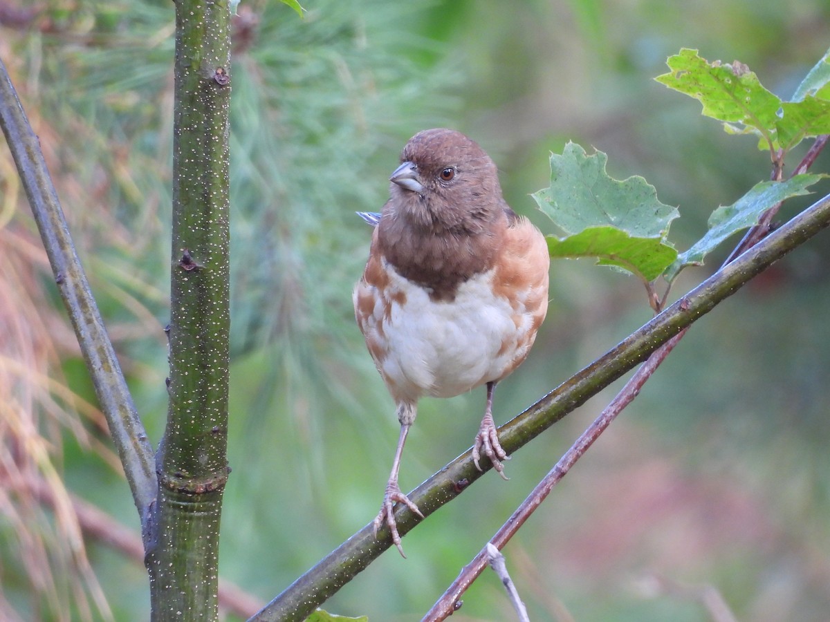 Eastern Towhee - ML641171526