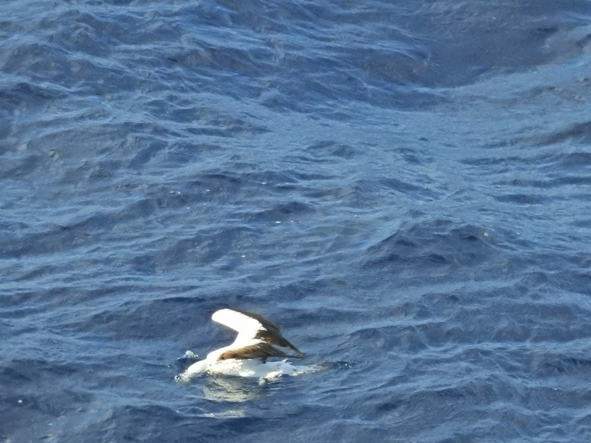 Masked Booby - ML641171551