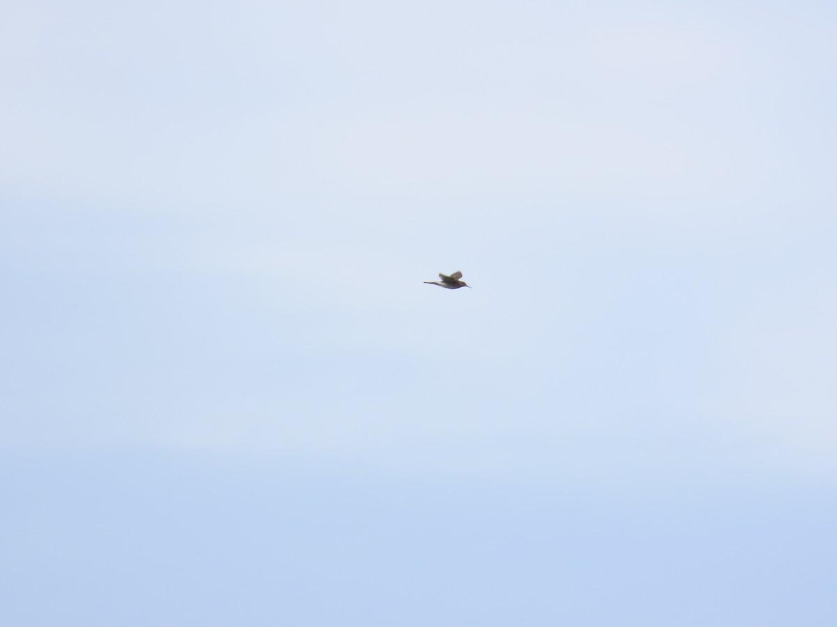 Bruchwasserläufer - ML641171553