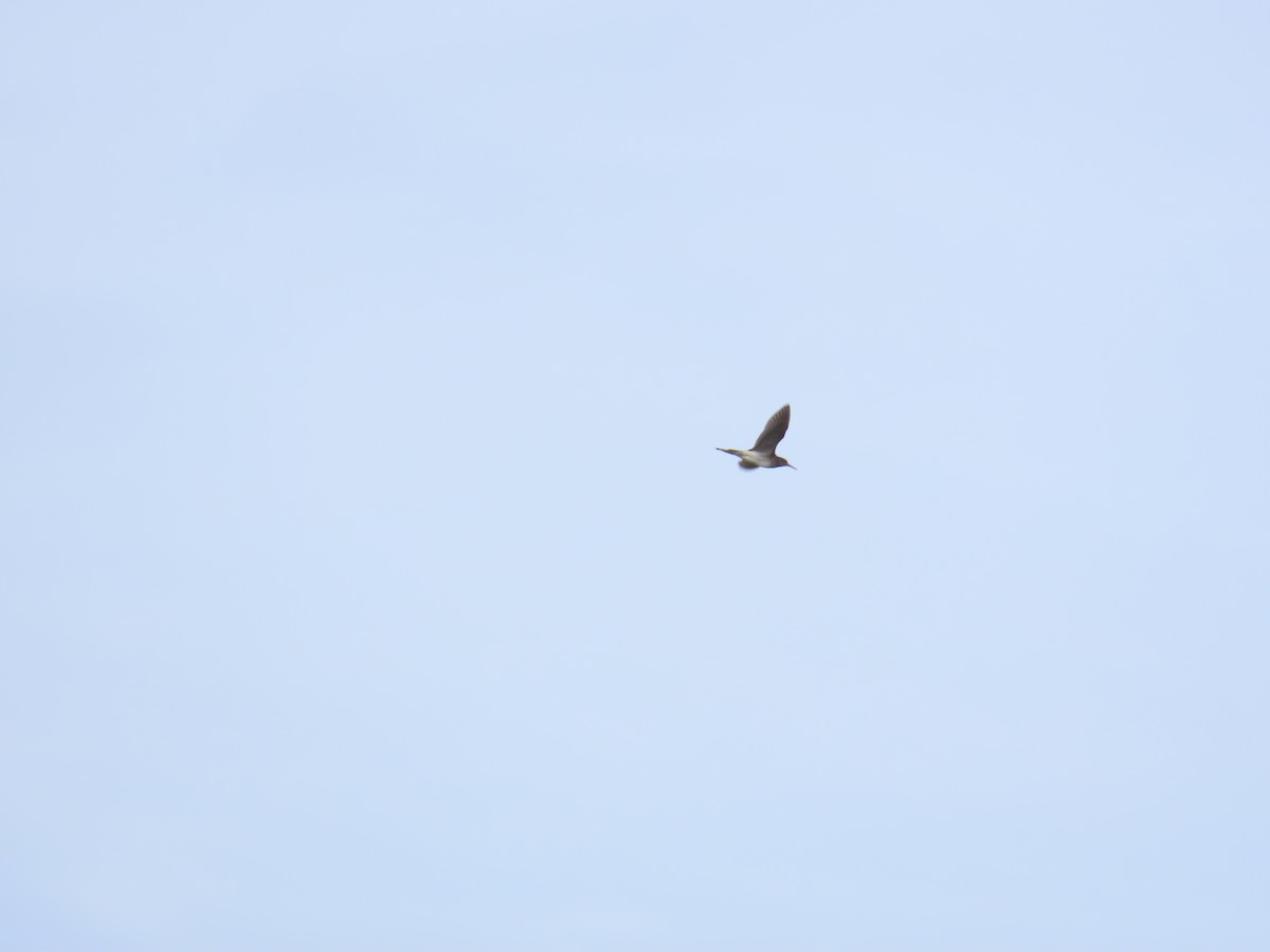 Bruchwasserläufer - ML641171555