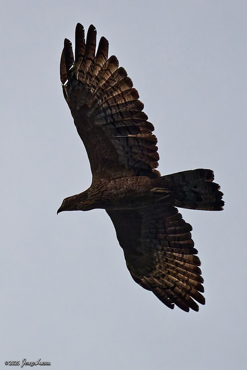 Schopfwespenbussard - ML641171556