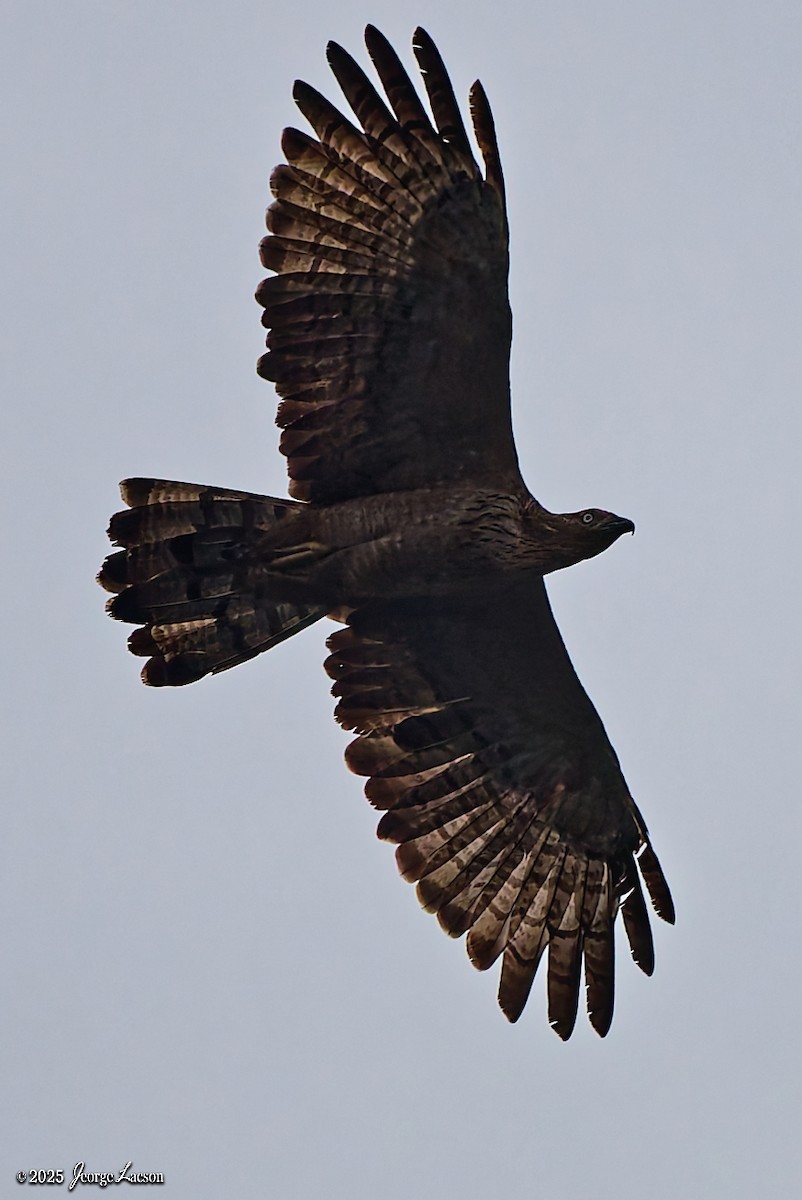 Schopfwespenbussard - ML641171557