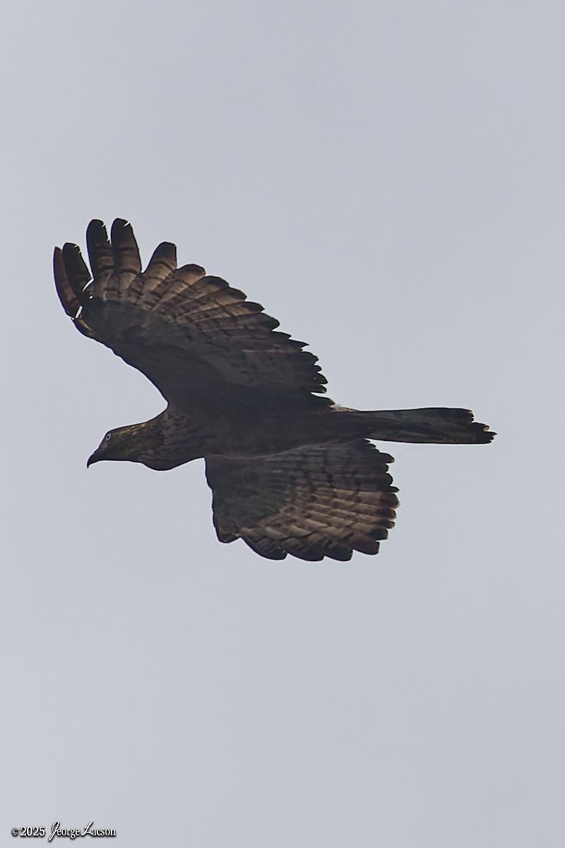 Schopfwespenbussard - ML641171558