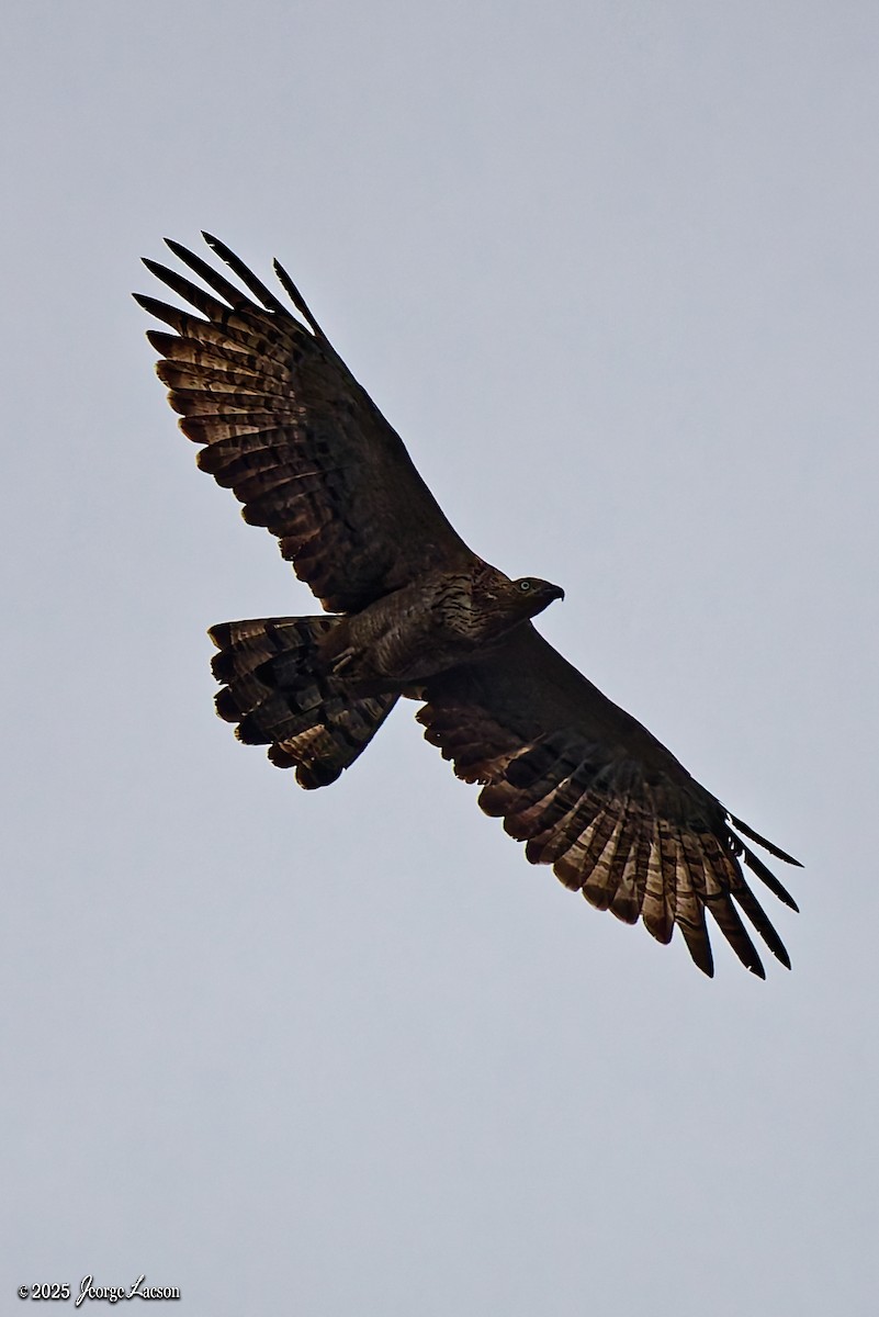 Schopfwespenbussard - ML641171559