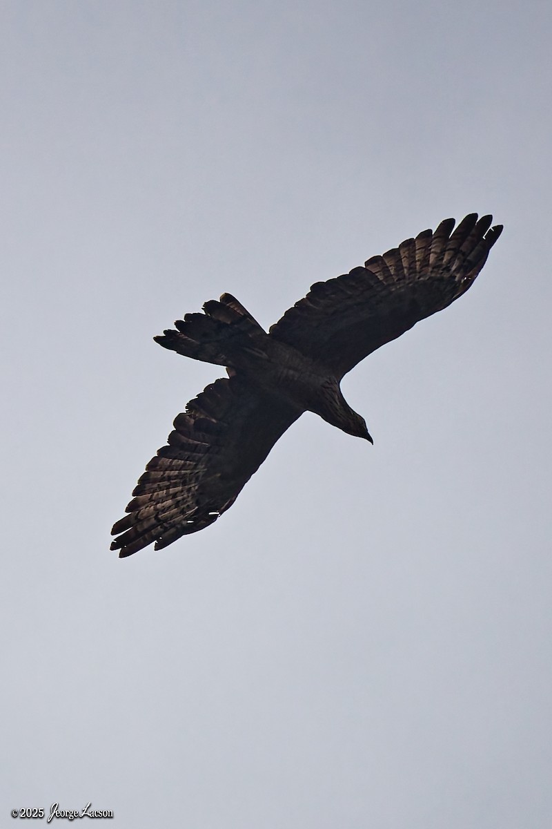 Schopfwespenbussard - ML641171561