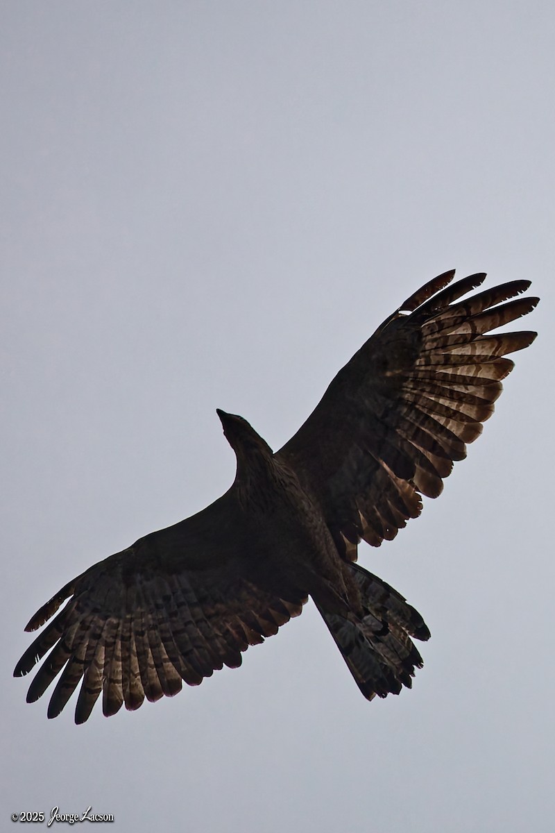 Schopfwespenbussard - ML641171562