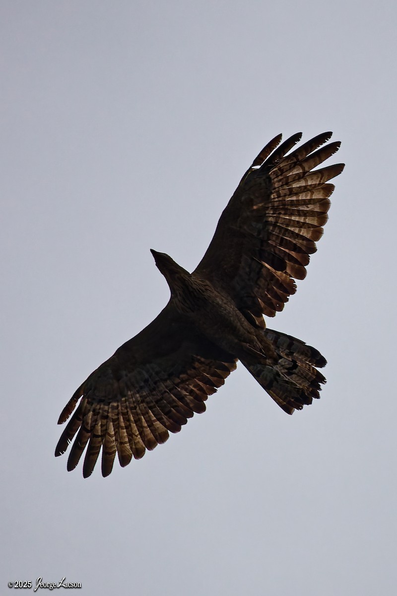 Schopfwespenbussard - ML641171563