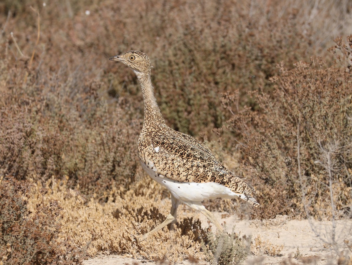 Little Bustard - ML641171578