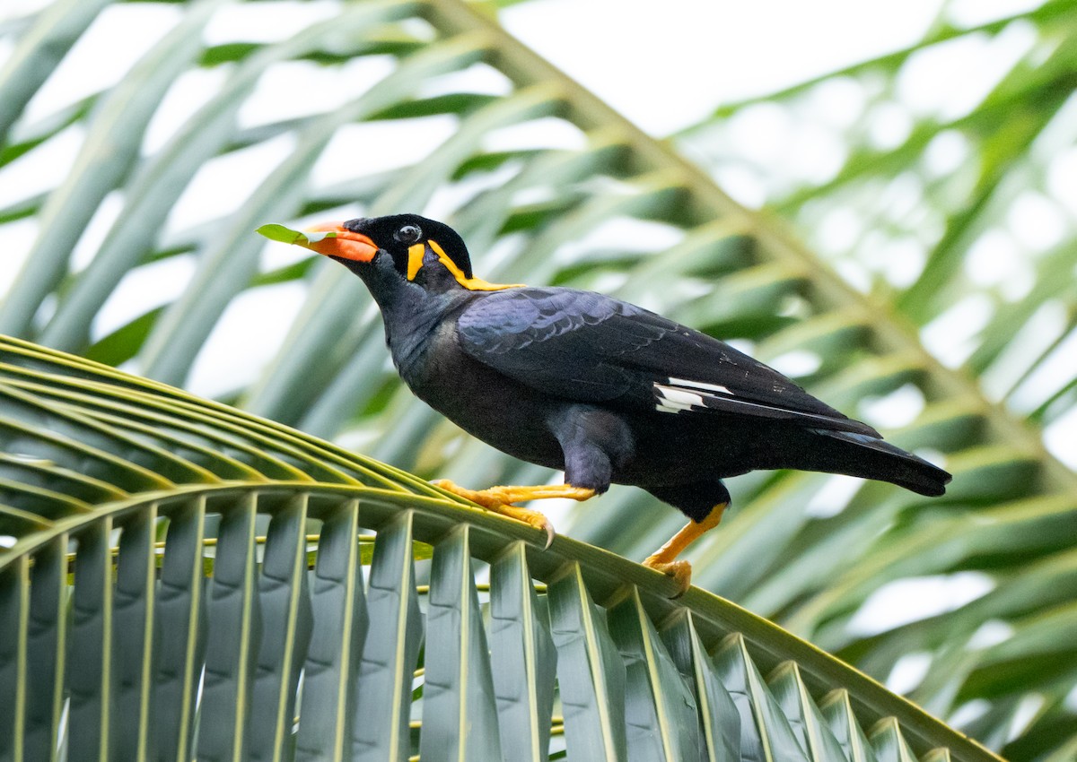 Common Hill Myna - ML641171579