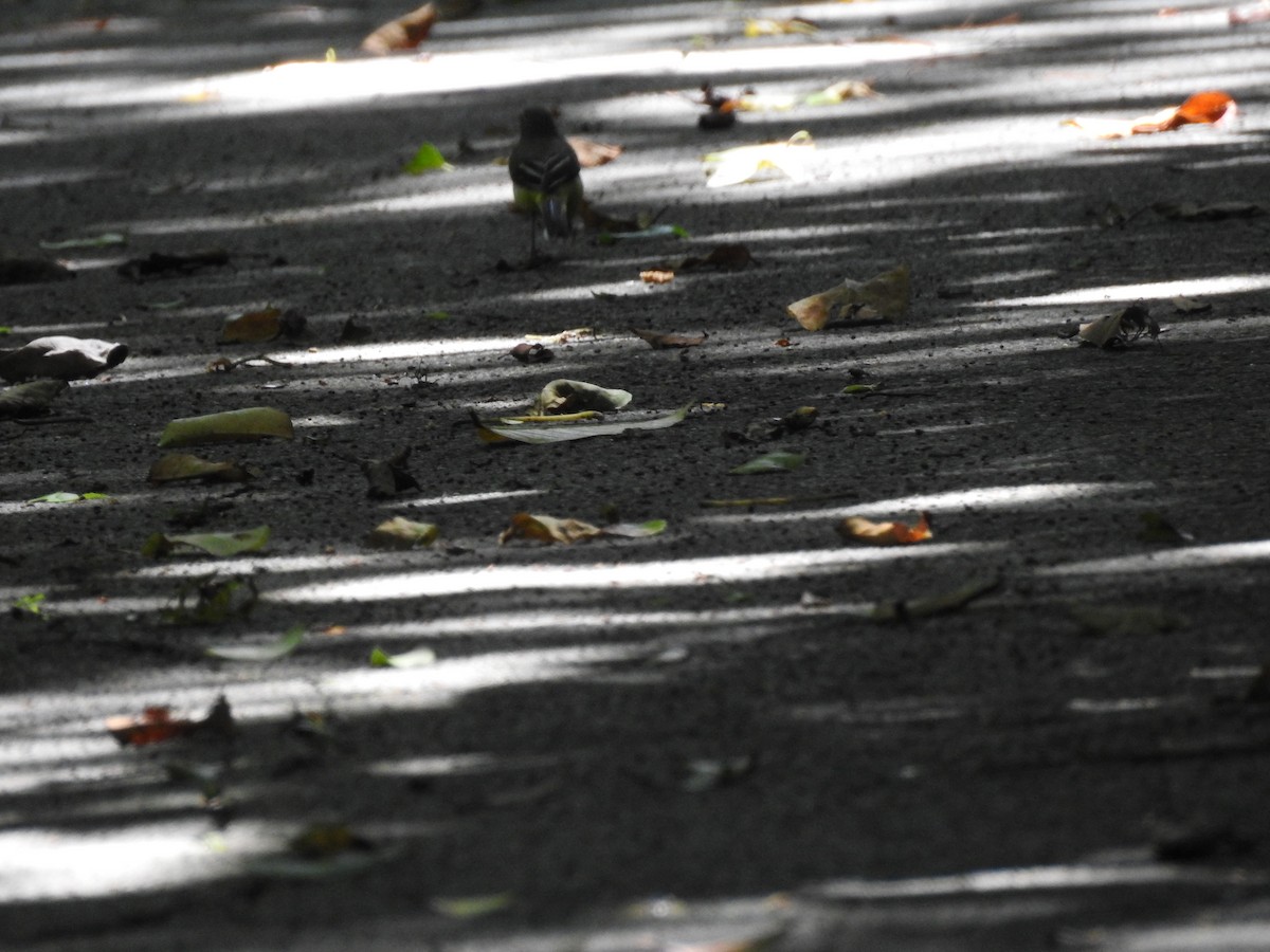 Gray Wagtail - ML641171594