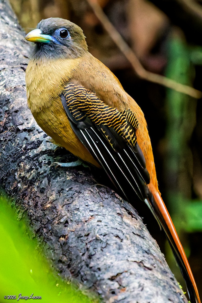 Philippine Trogon - ML641171613
