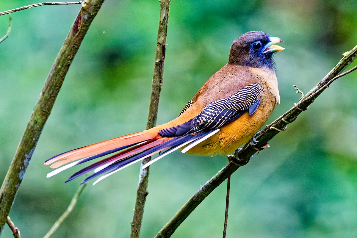 Philippine Trogon - ML641171614