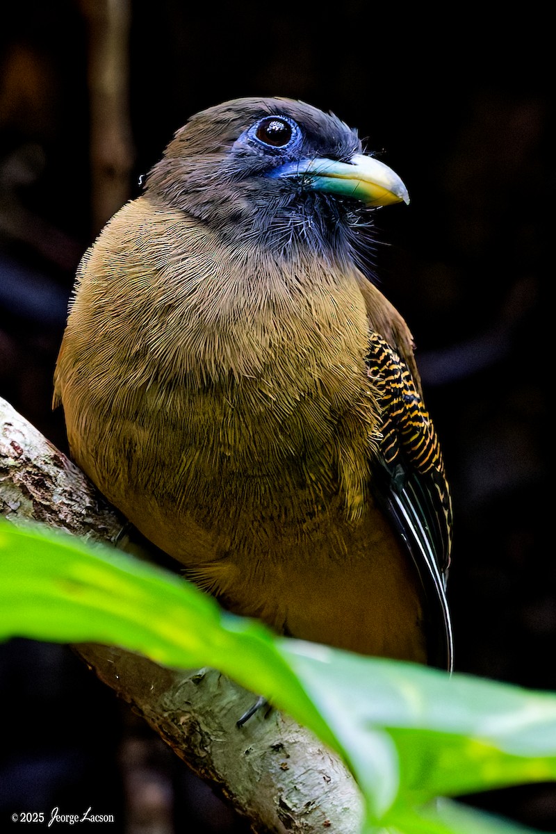 Philippine Trogon - ML641171615