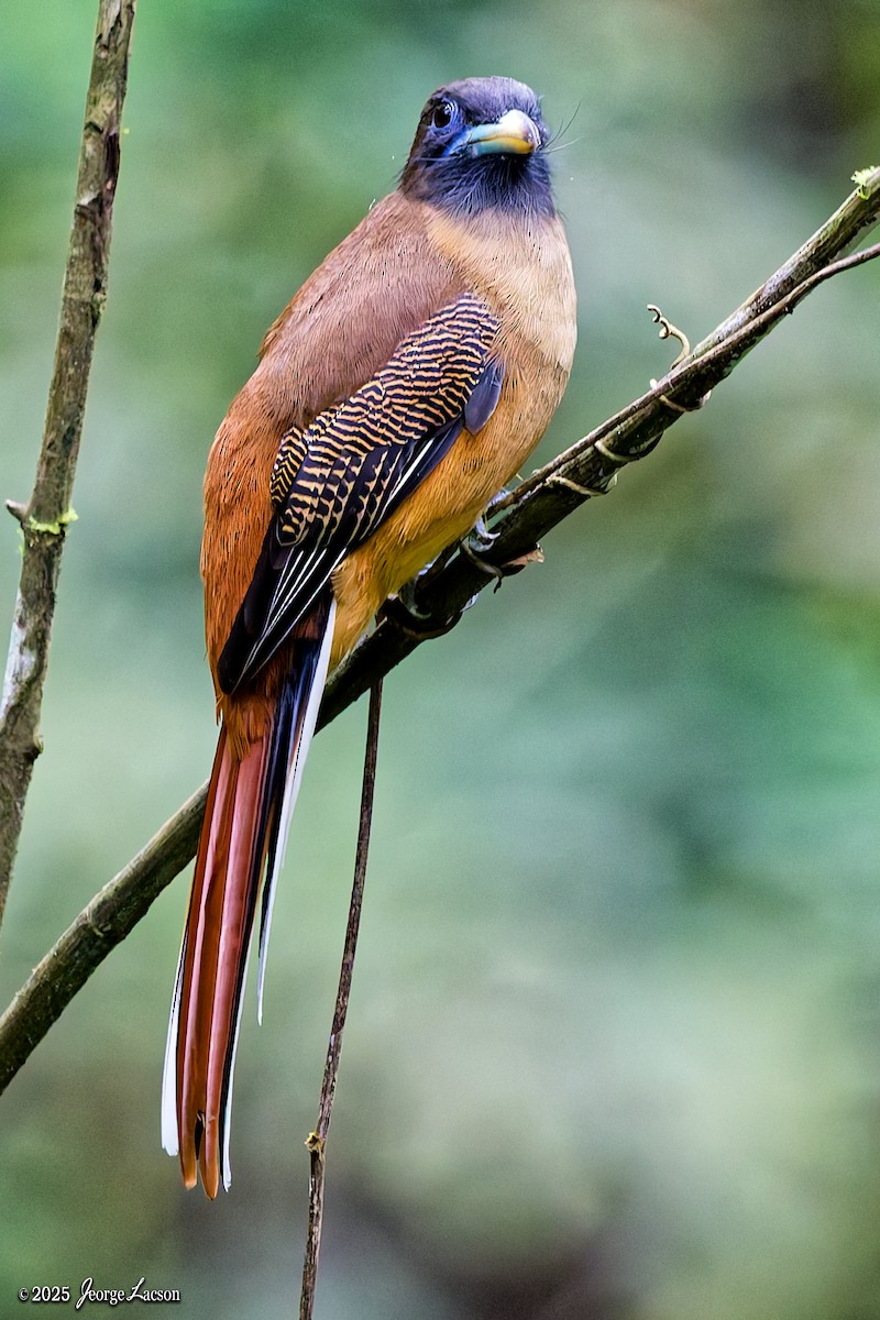Philippine Trogon - ML641171616