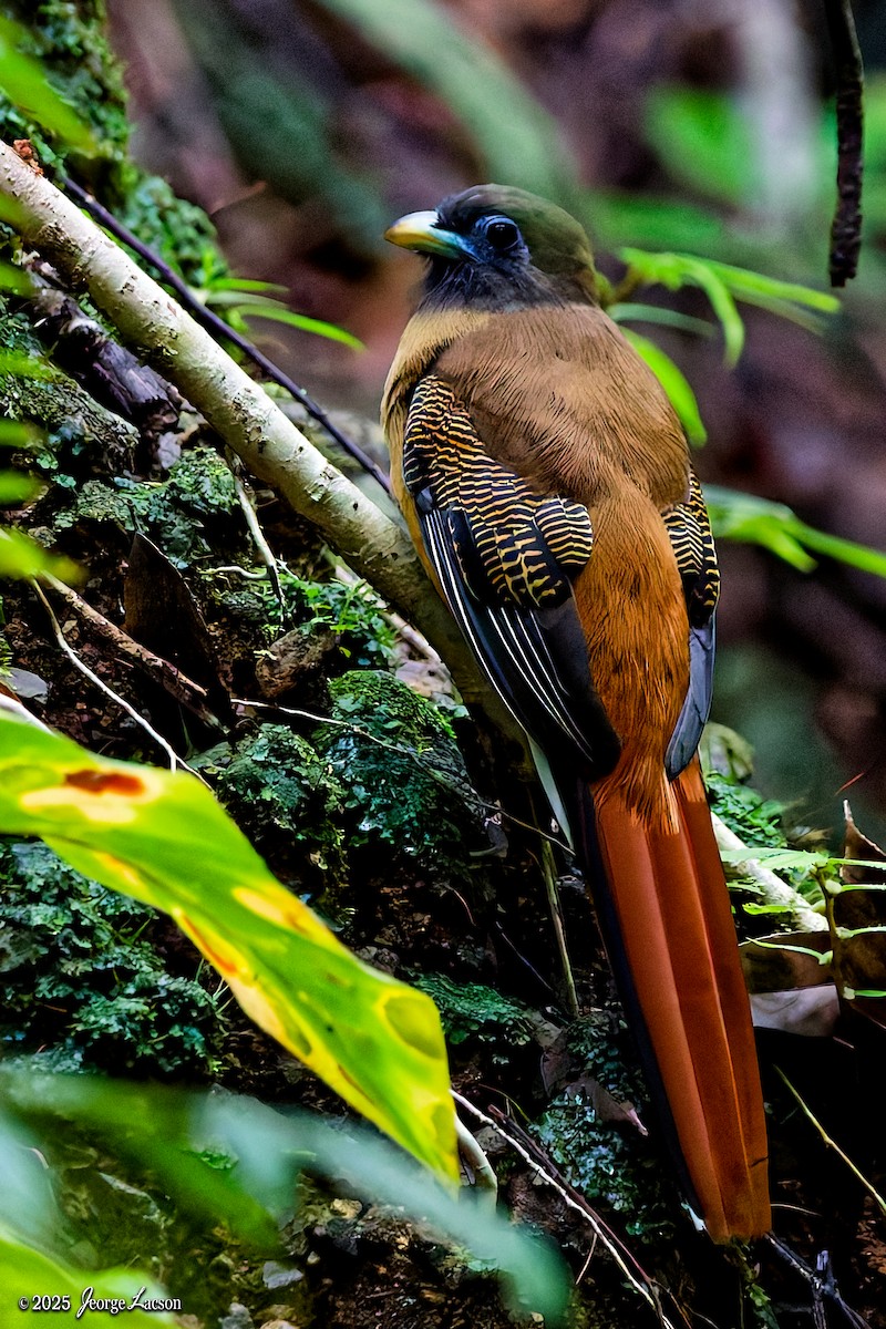 Philippine Trogon - ML641171617