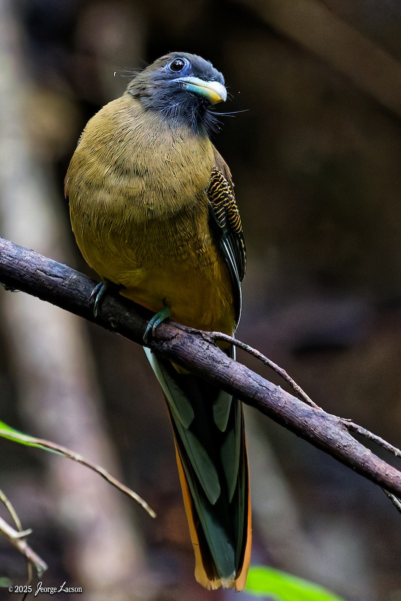 Philippine Trogon - ML641171618