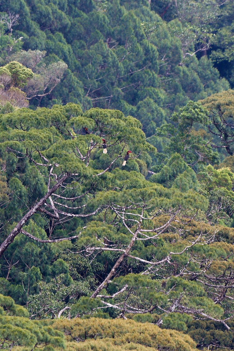Rufous Hornbill - ML641171630