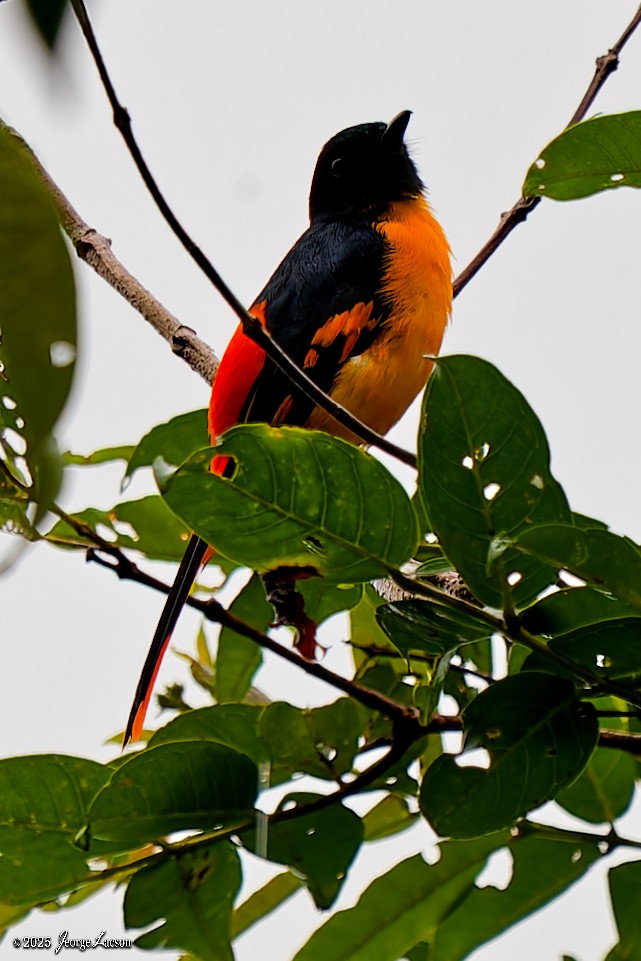 Scarlet Minivet - ML641171631