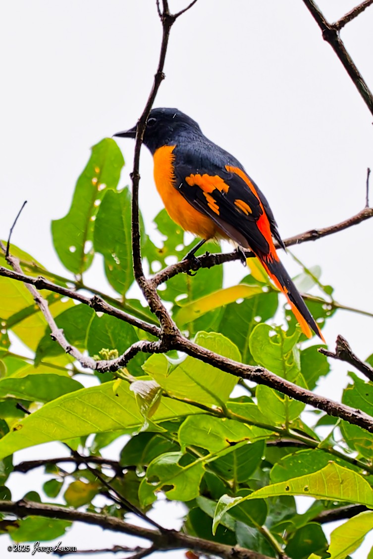 Scarlet Minivet - ML641171632