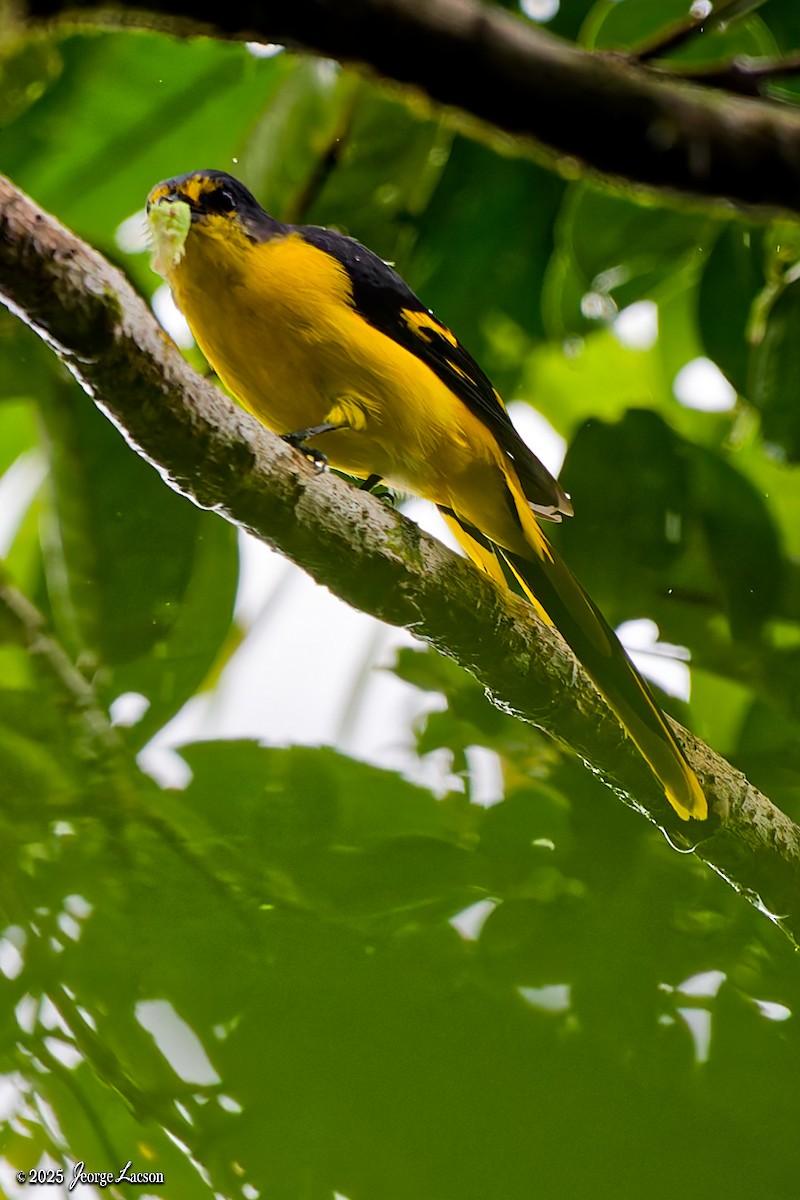 Scarlet Minivet - ML641171633