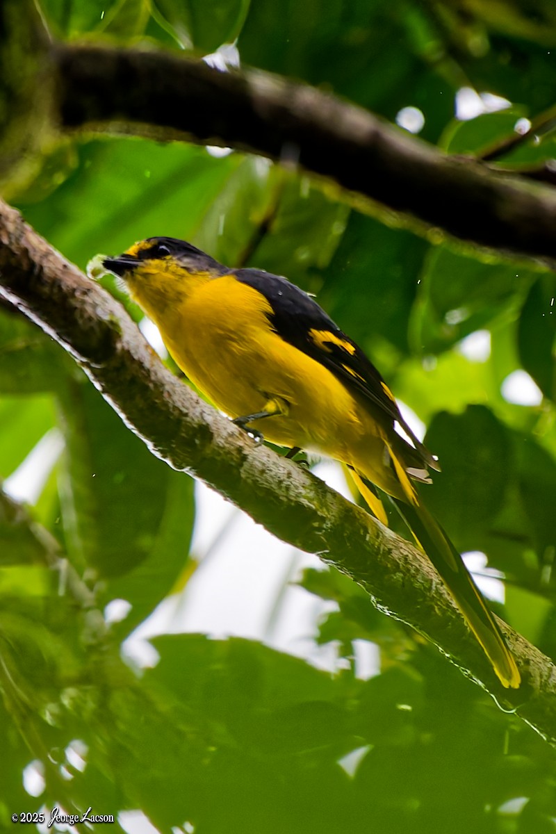 Scarlet Minivet - ML641171634