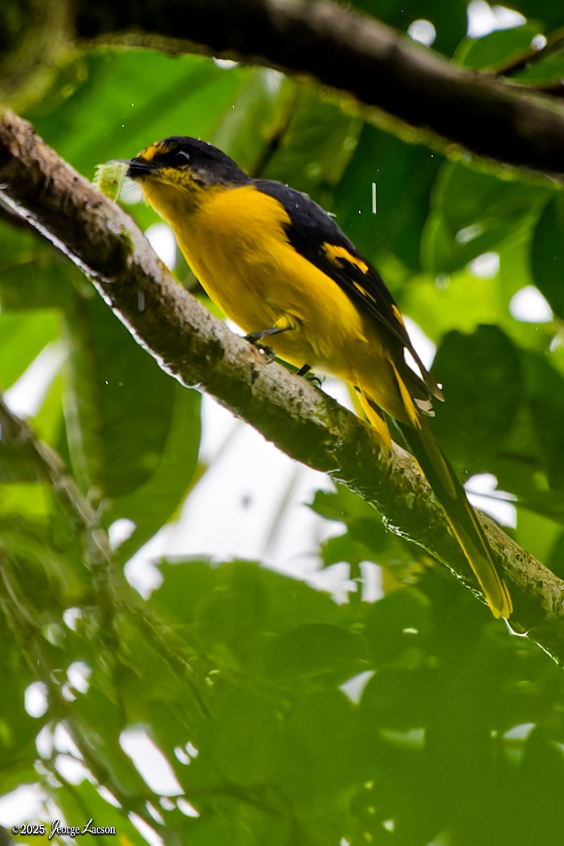 Scarlet Minivet - ML641171635