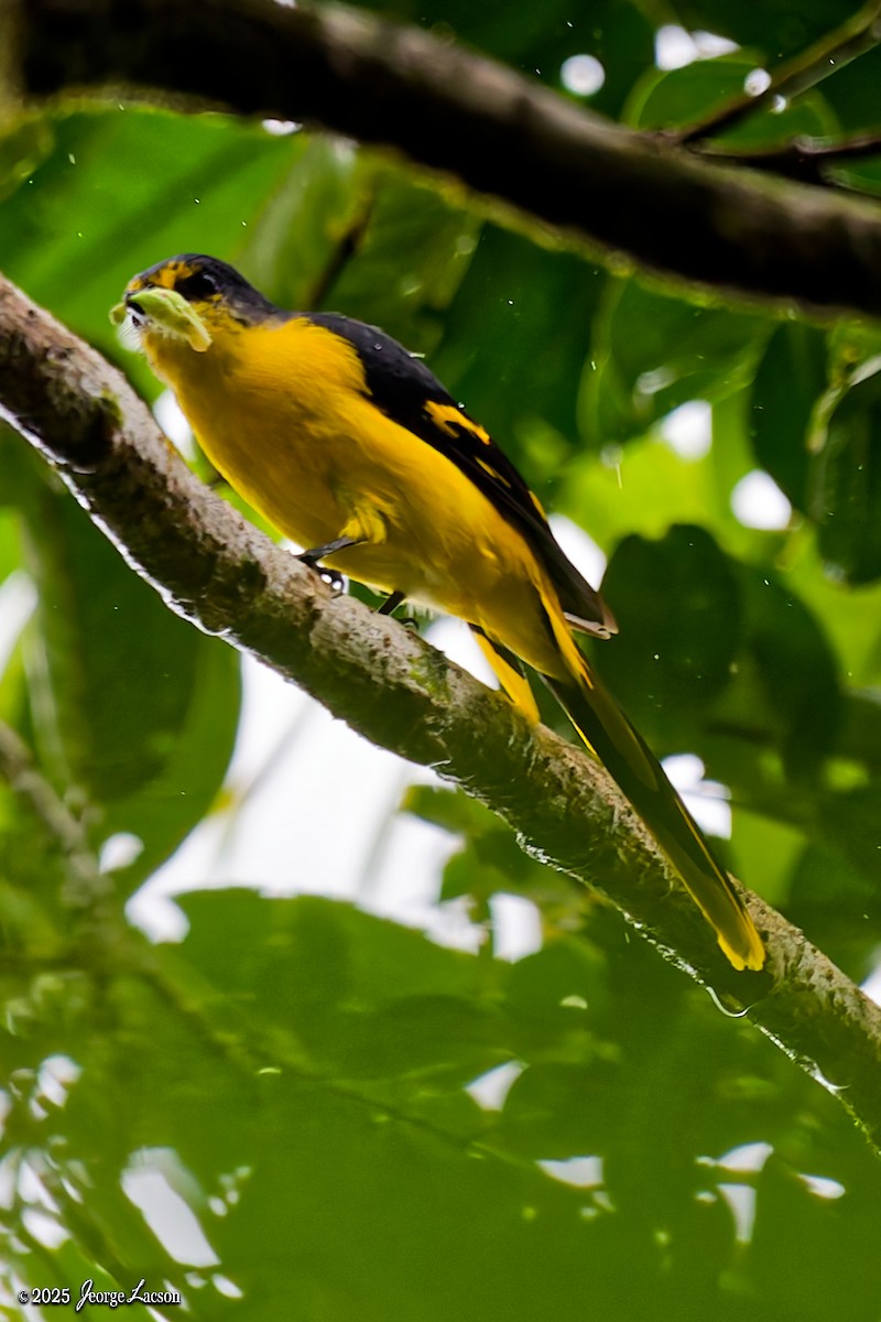 Scarlet Minivet - ML641171636