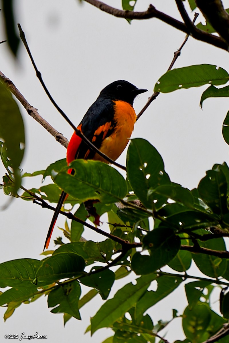 Scarlet Minivet - ML641171637