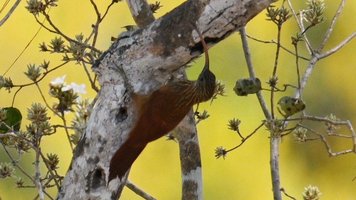 Red-billed Scythebill - ML641171639