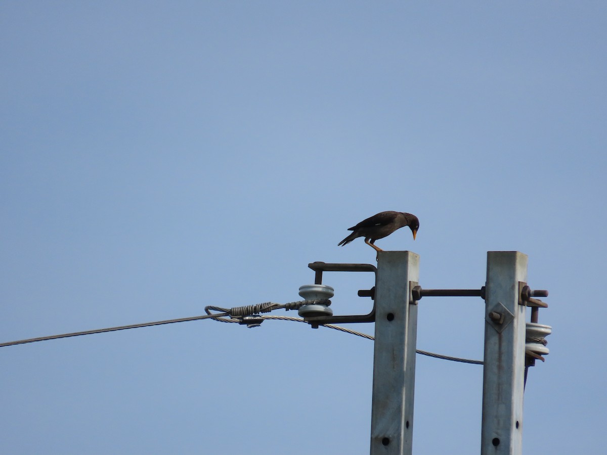 Javan Myna - ML641171643
