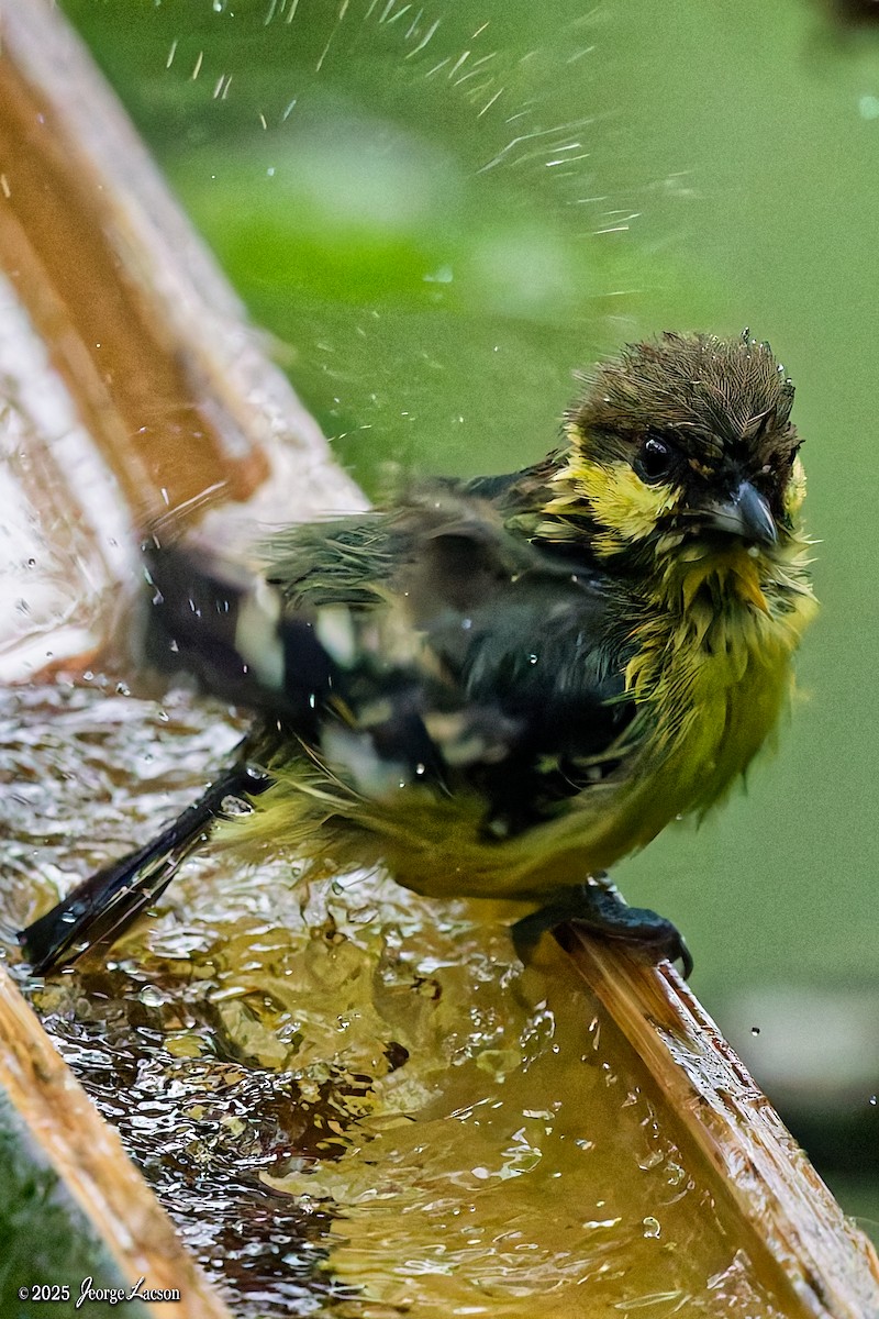 Elegant Tit - ML641171646