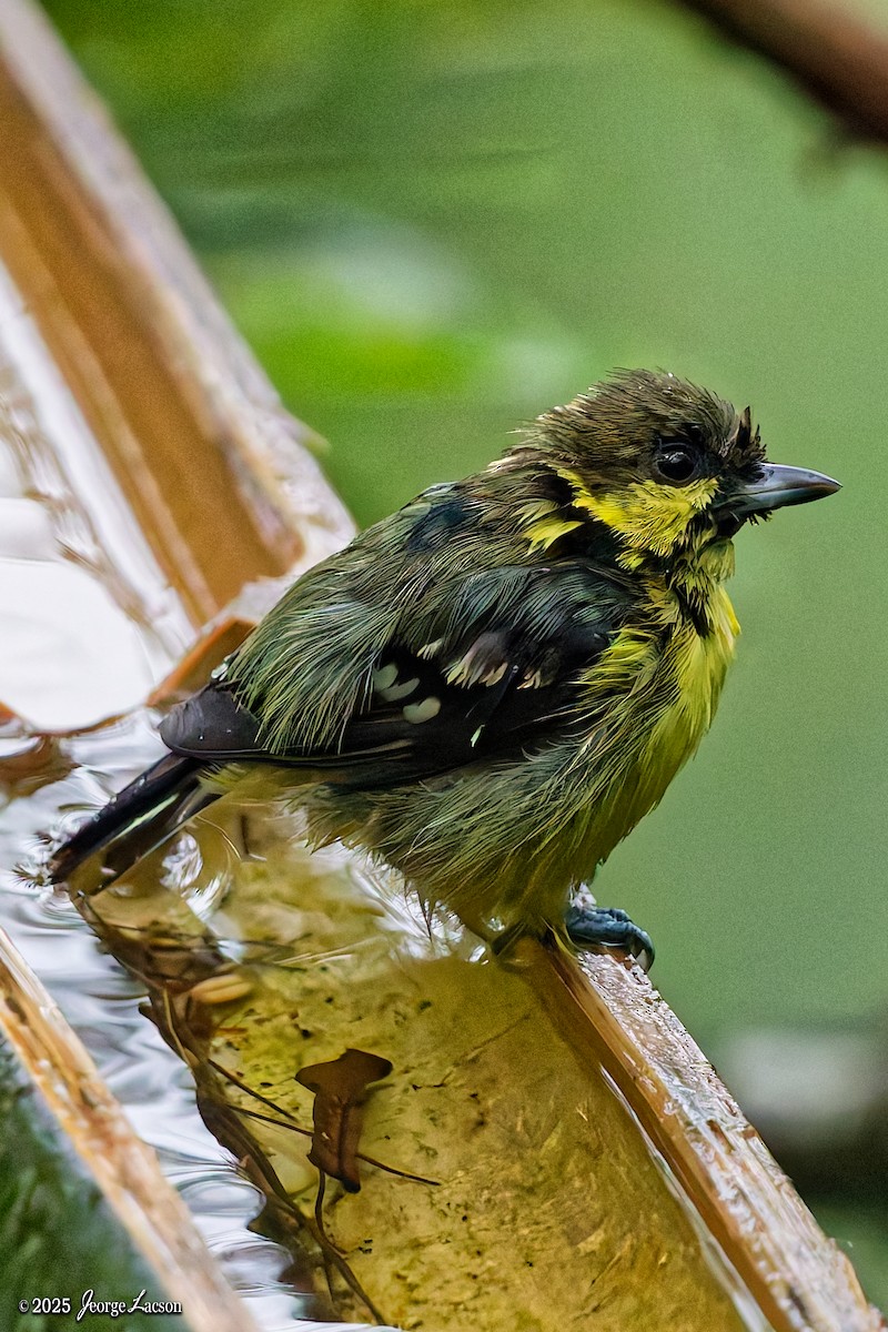 Elegant Tit - ML641171647