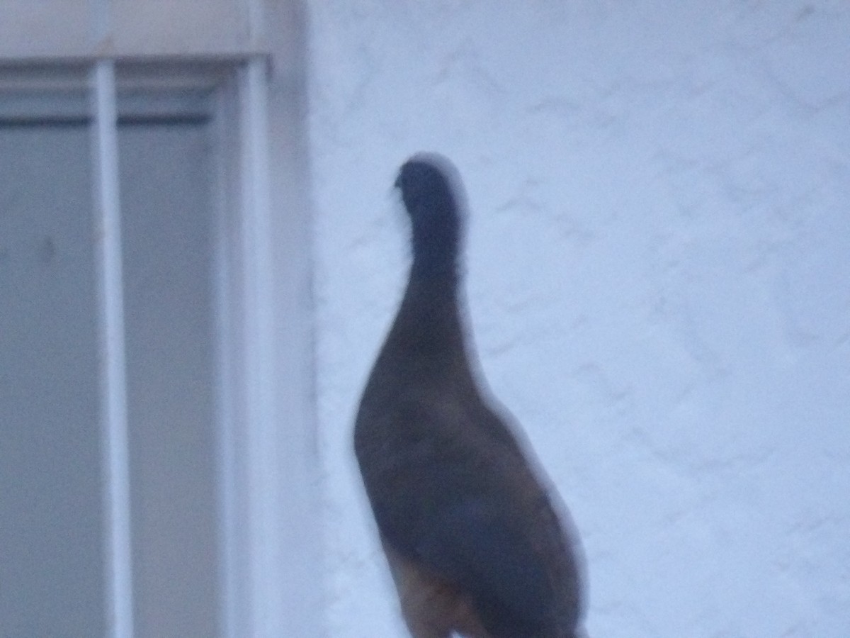 Rufous-vented Chachalaca (Rufous-tipped) - ML641171649