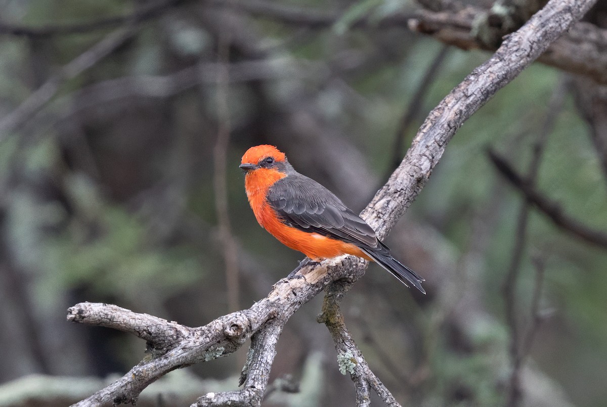 Vermilion Flycatcher - ML641171652