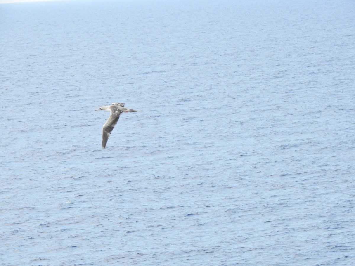 Red-footed Booby (Indopacific) - ML641171680
