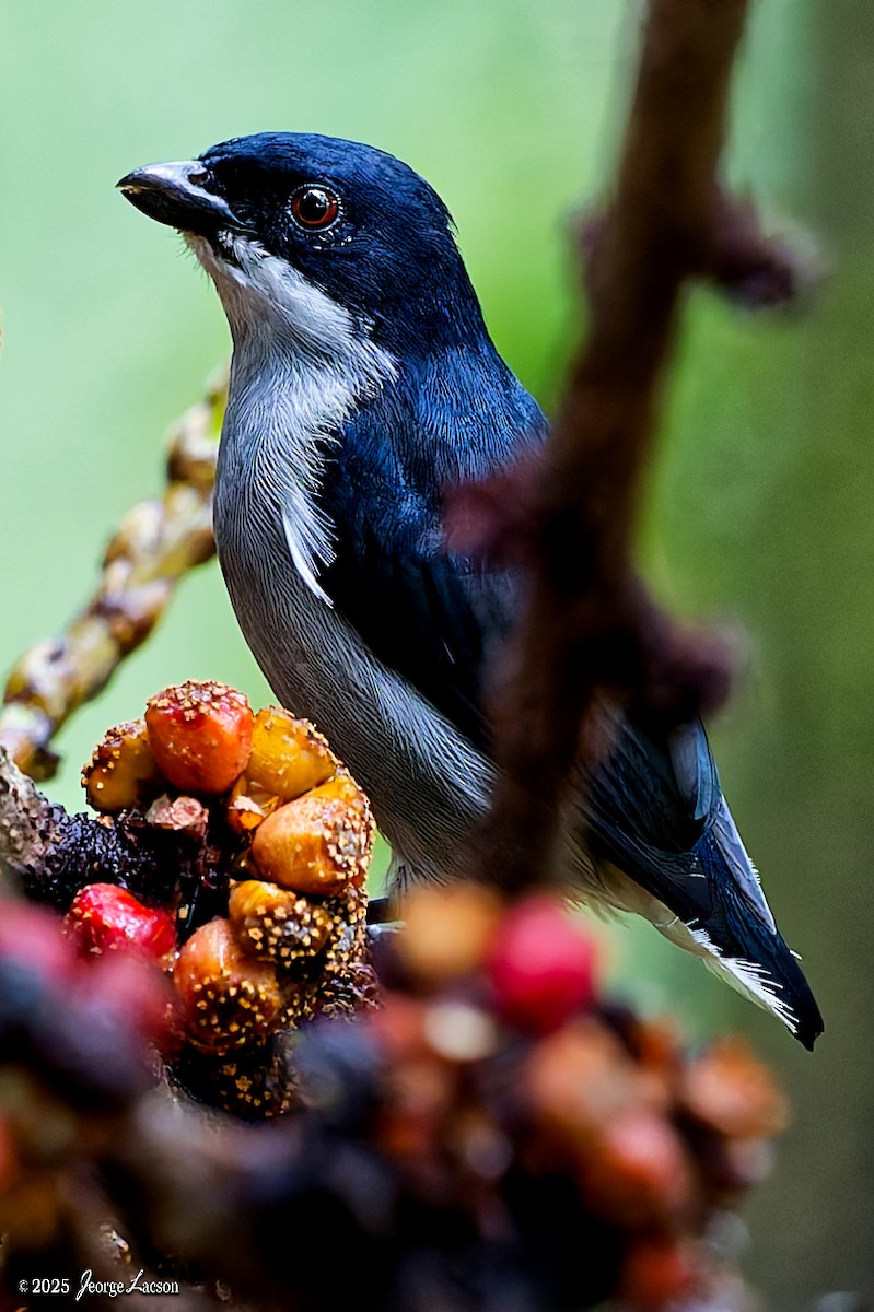 Bicolored Flowerpecker - ML641171690