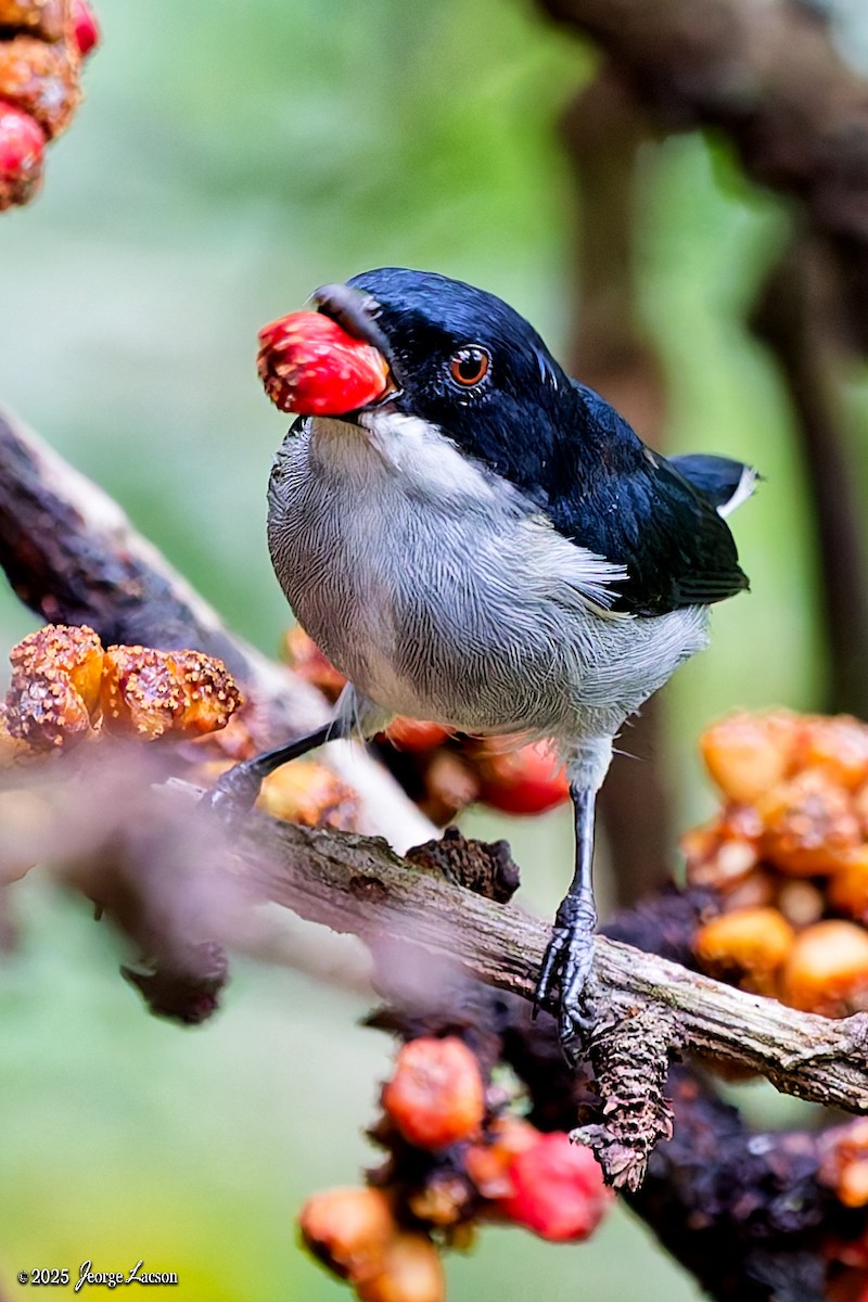 Bicolored Flowerpecker - ML641171691