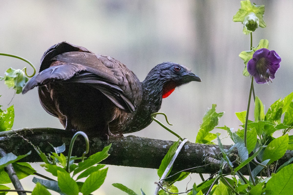 Andean Guan - ML641171728