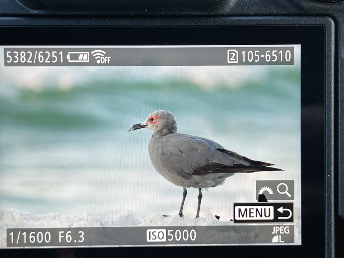 Gray Gull - ML641171729