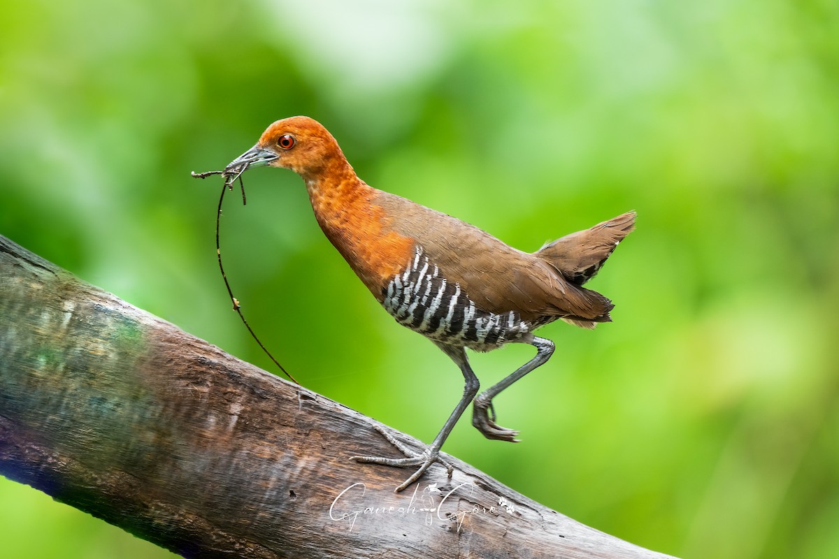 Slaty-legged Crake - ML641171735