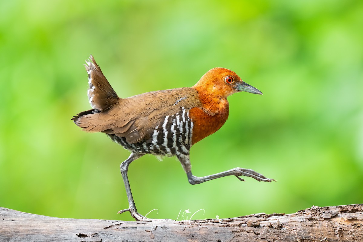 Slaty-legged Crake - ML641171736