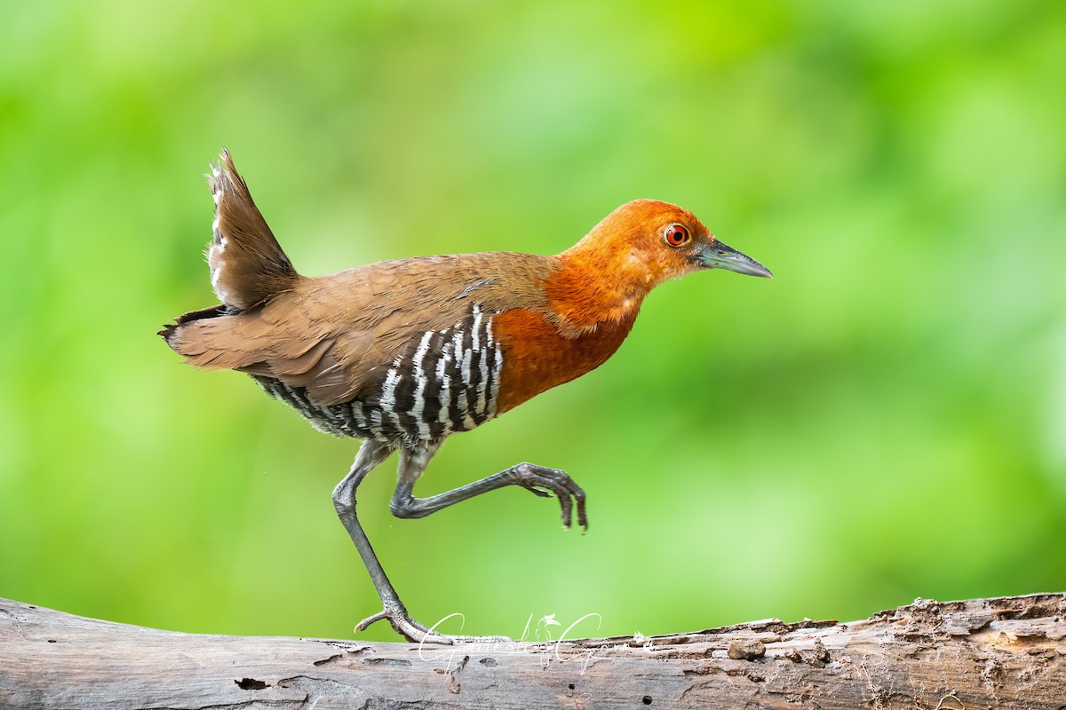 Slaty-legged Crake - ML641171737