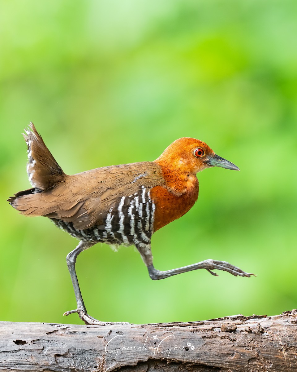 Slaty-legged Crake - ML641171740