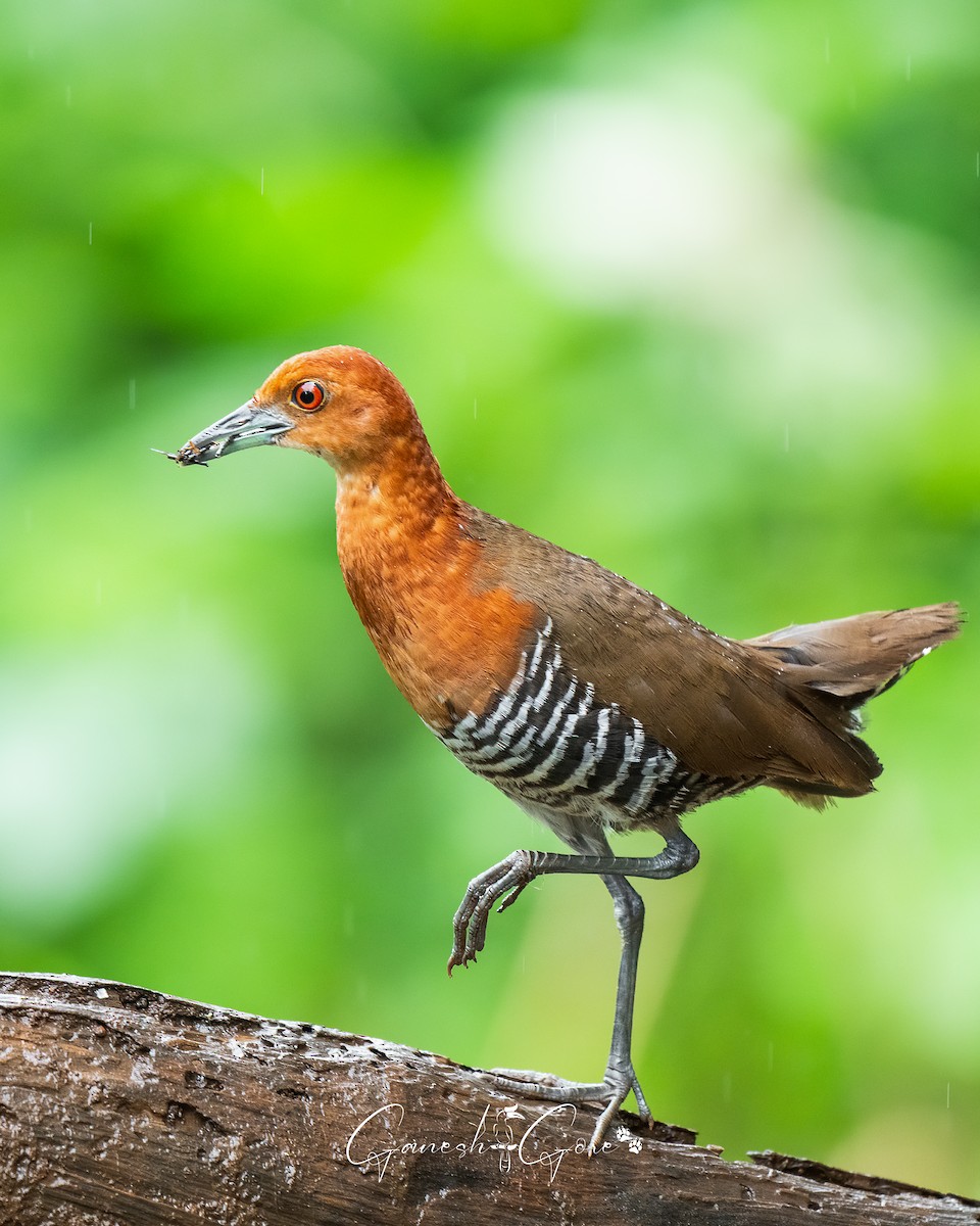 Slaty-legged Crake - ML641171741