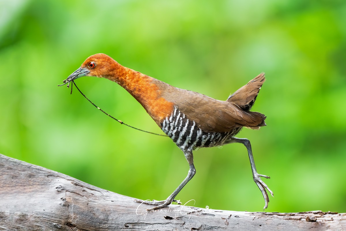 Slaty-legged Crake - ML641171742