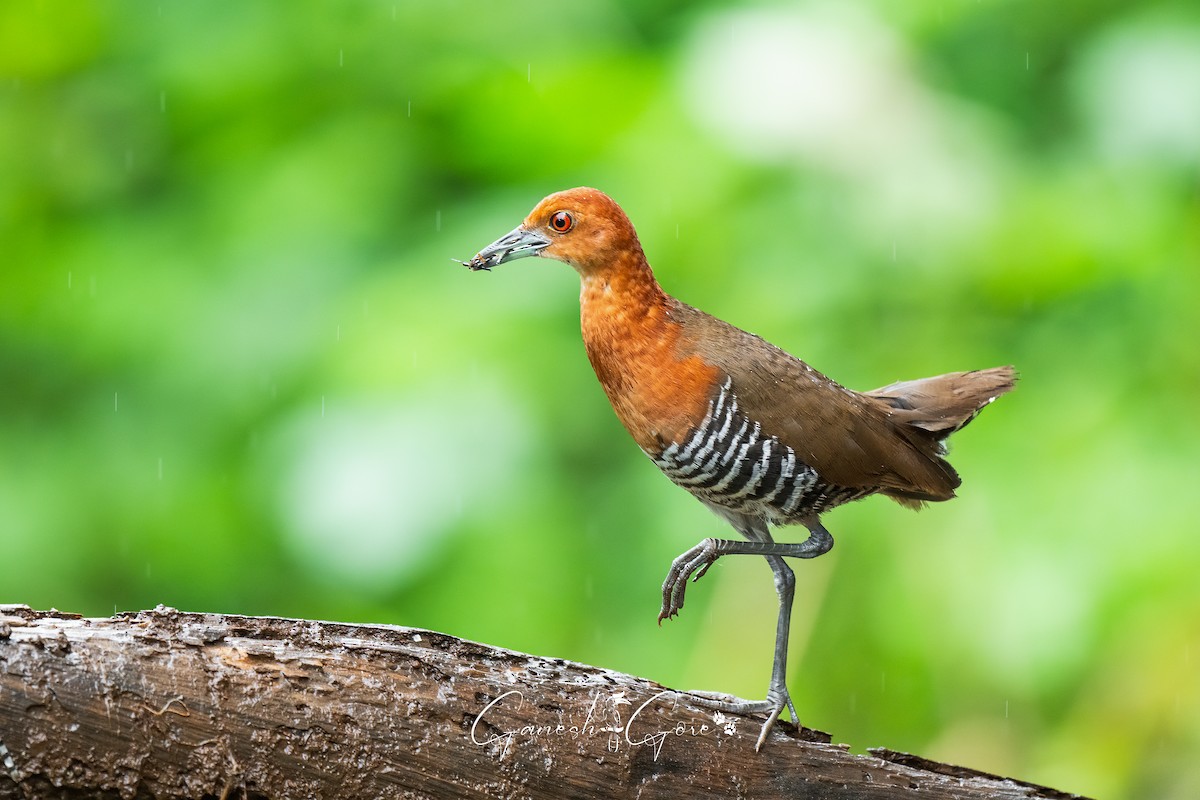 Slaty-legged Crake - ML641171744