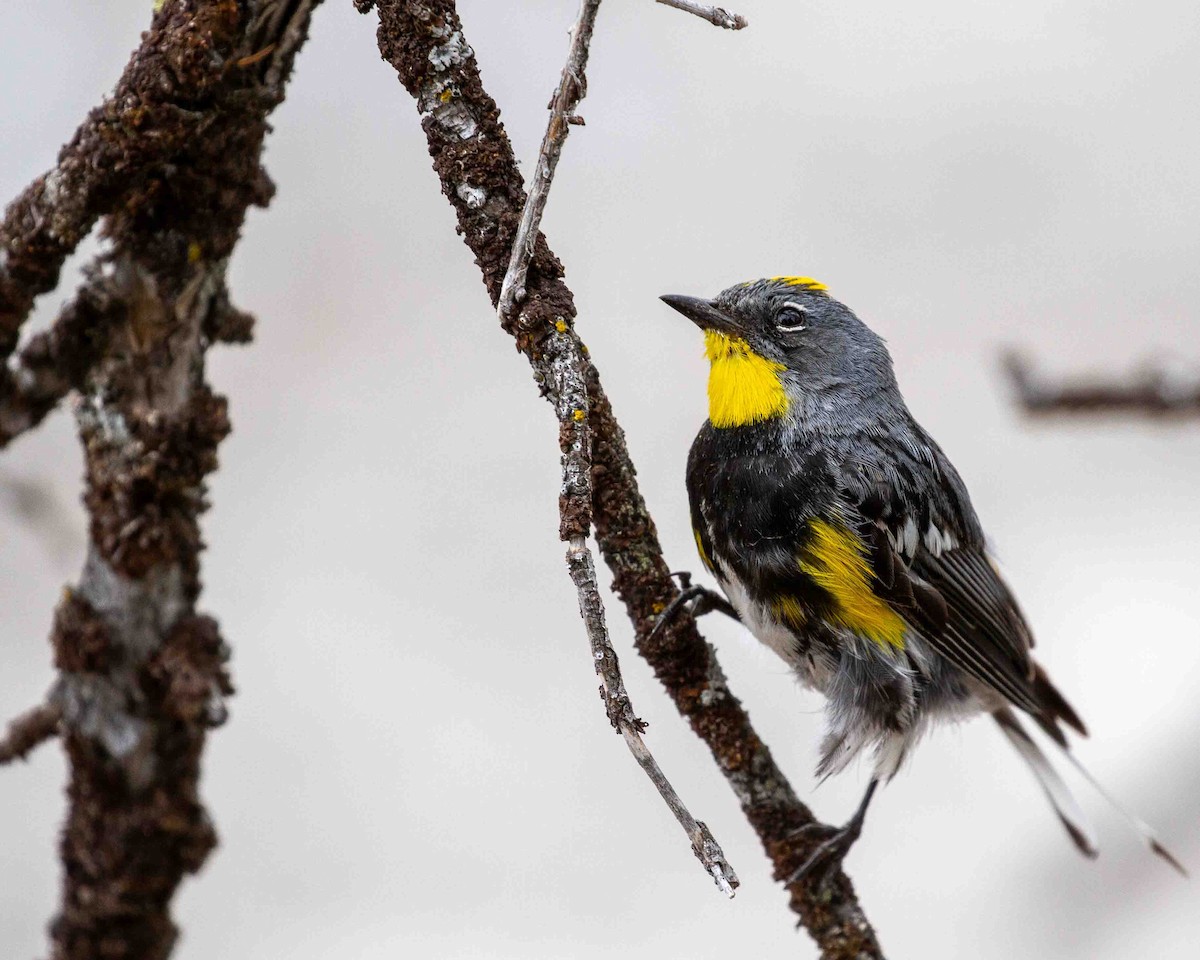 Yellow-rumped Warbler (Audubon's) - ML641171795