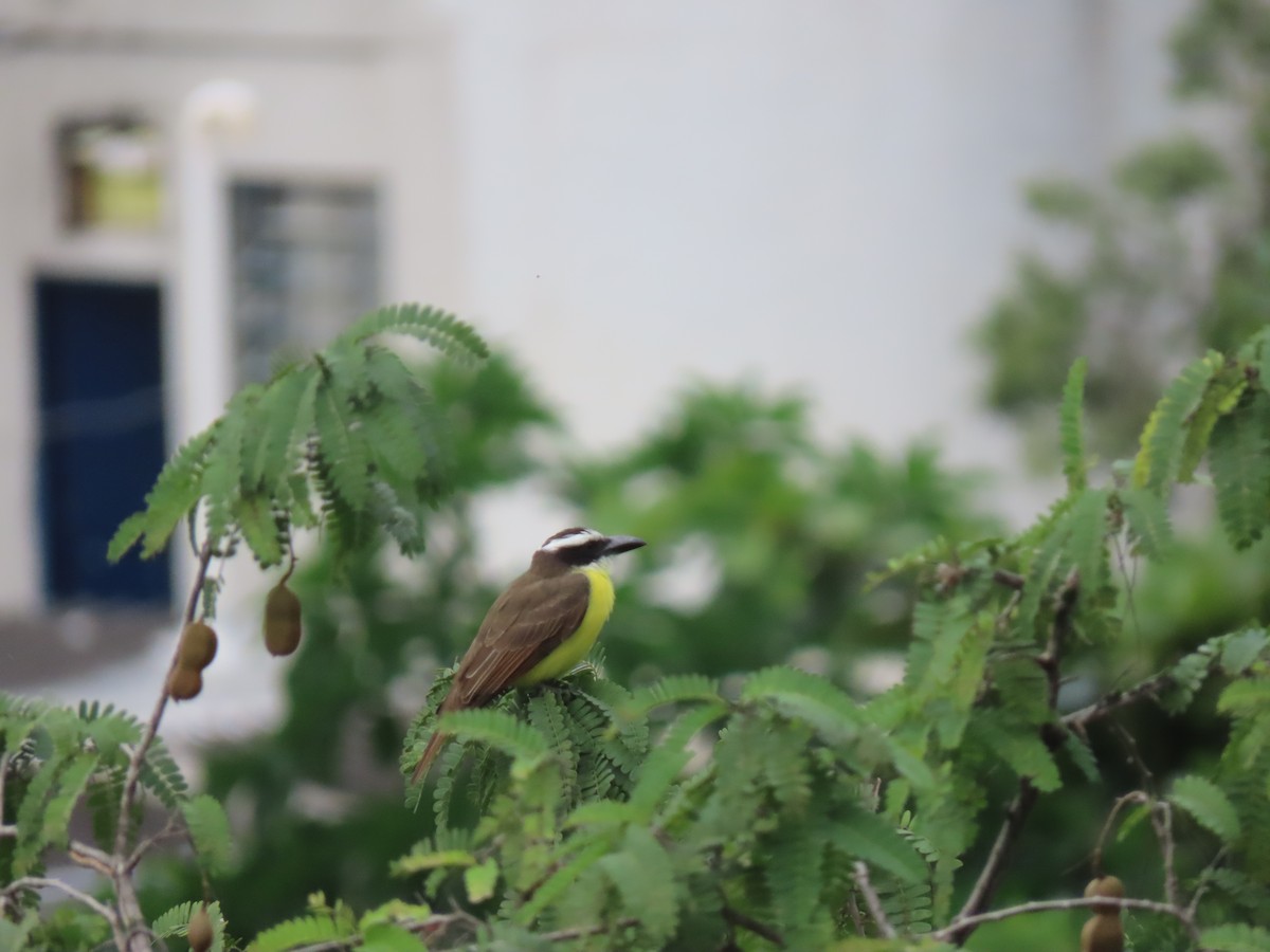 Boat-billed Flycatcher - ML641171814