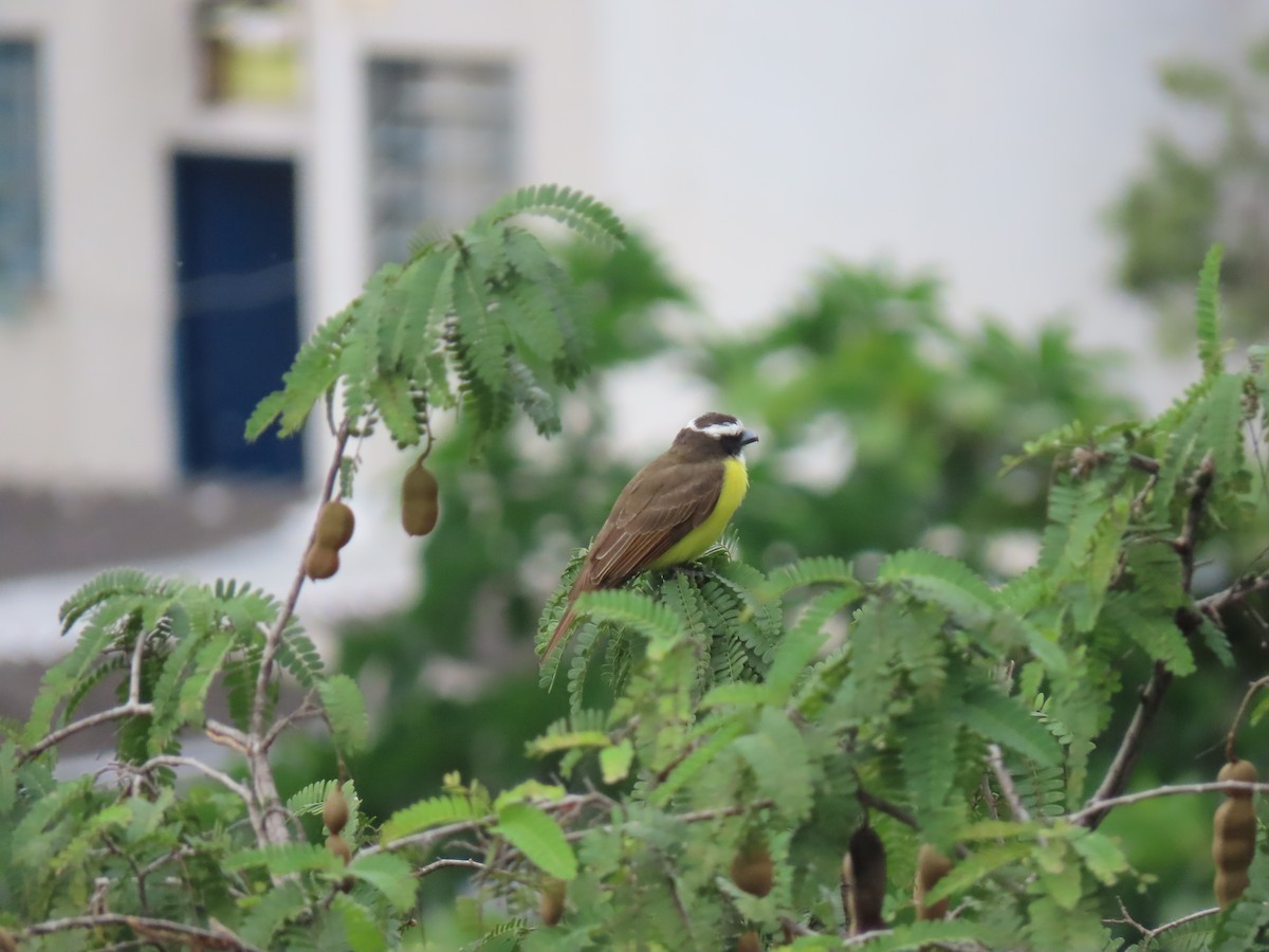 Boat-billed Flycatcher - ML641171819